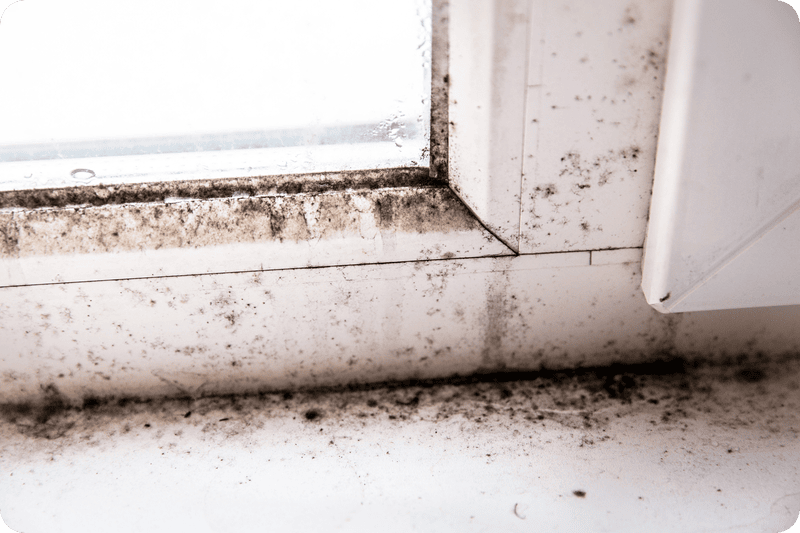 How Long Does Mold Remediation Take In Homes And Businesses?